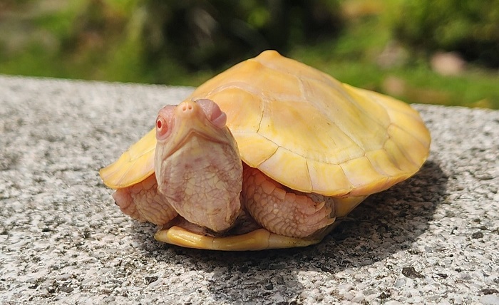 albino turtle